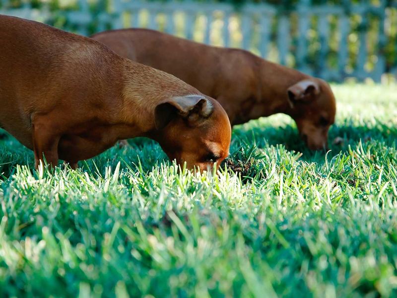 sudoku premium features